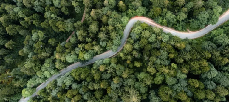 Strasse führt durch den Wald